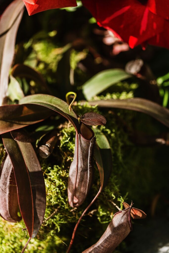 Mariage Atypique en Suisse à La Scie, Buvette de la Patinoire à Charmey. Mariés tatoués, mariage Metal, ambiance rock Suisse, Photographe de Mariage atypique.