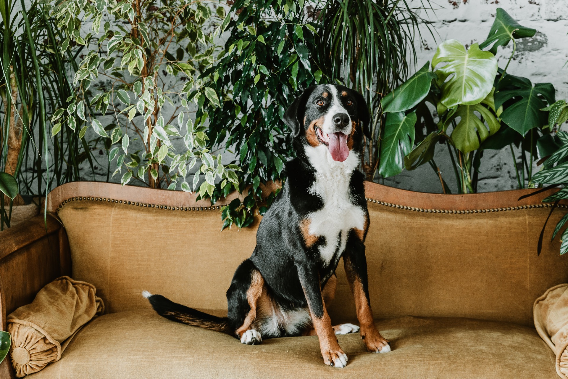 Photographe chien en studio en suisse